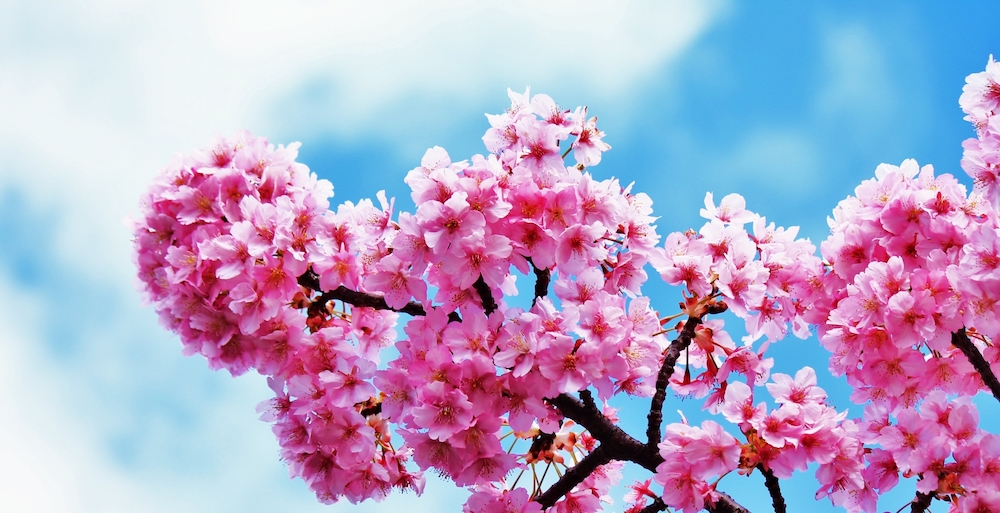 伊豆の雄大な自然と河津桜をお楽しみください